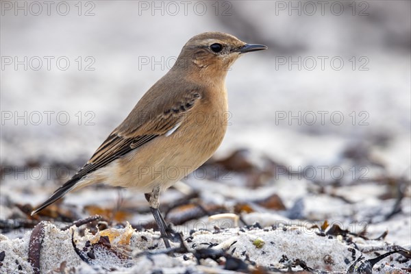 Wheatear, Heligoland