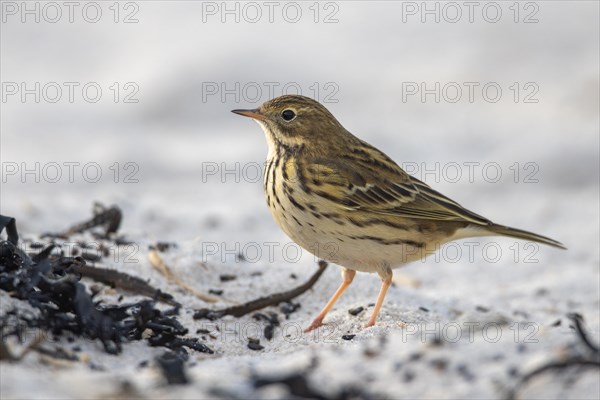 Meadow Pipit, Heligoland