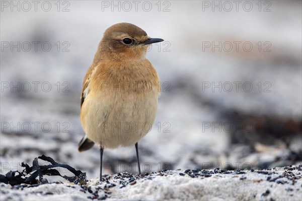 Wheatear, Heligoland