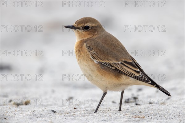 Wheatear, Heligoland