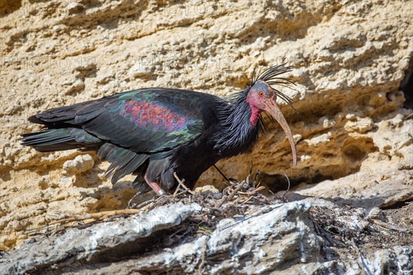 Northern Bald Ibis, Hermit Ibis, or Waldrapp