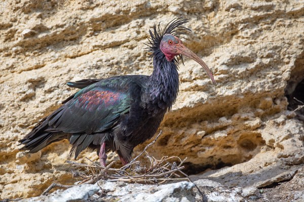 Northern Bald Ibis, Hermit Ibis, or Waldrapp