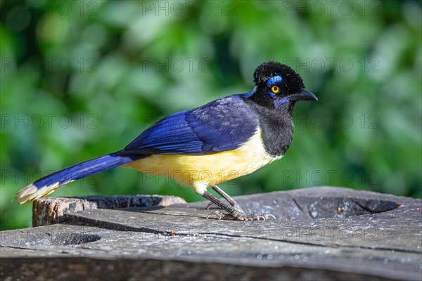 Plush-crested jay