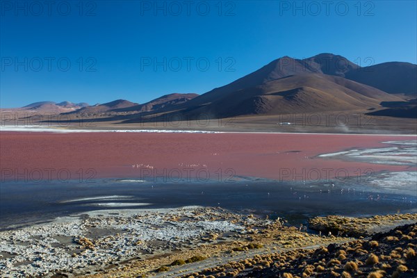 Laguna Colorado, NP Eduardo Avaroa Bolivia