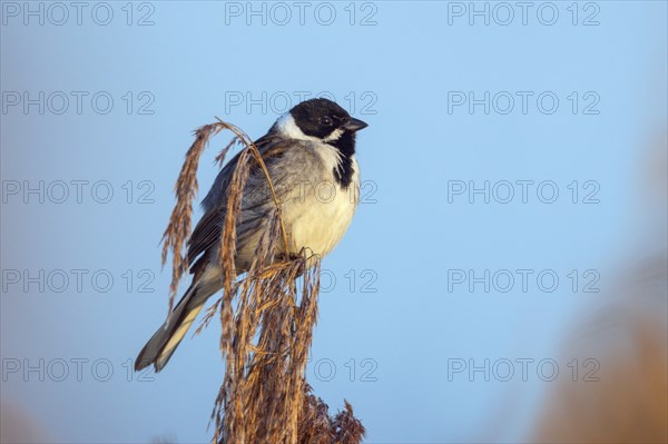 Reed bunting