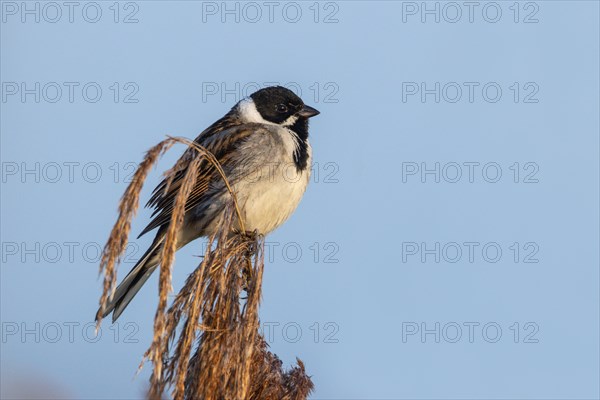 Reed bunting