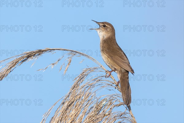 Reed warbler Reed warbler