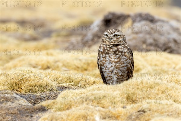 Burrowing owl