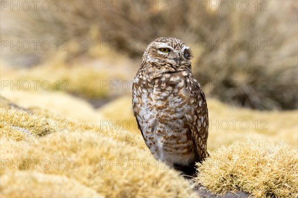 Burrowing owl