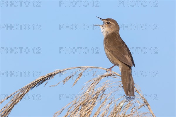 Savi's Warbler bird