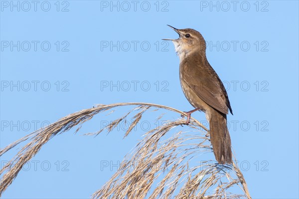 Reed warbler Reed warbler