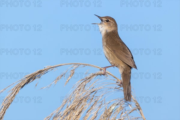 Reed warbler Reed warbler