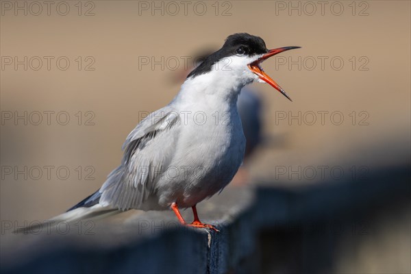 common tern