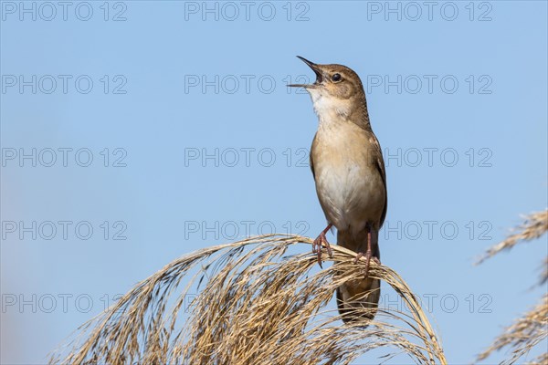 Reed warbler Reed warbler