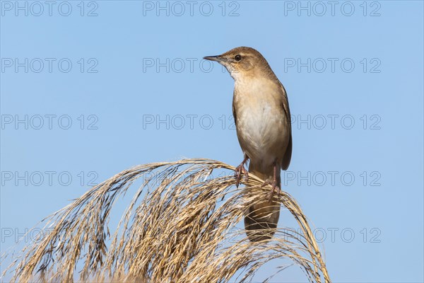 Reed warbler Reed warbler