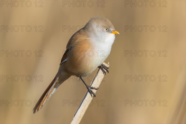 bearded tit