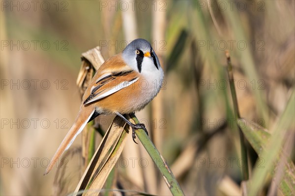 bearded tit