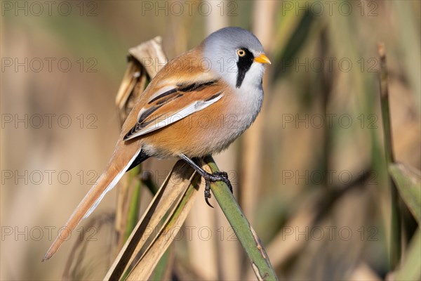 bearded tit