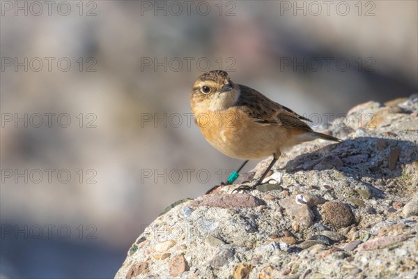 Pallas's stonechat, Heligoland