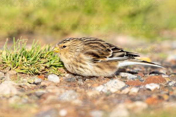 Mountain Linnet, Heligoland