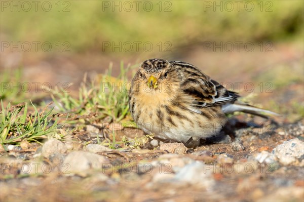 Mountain Linnet, Heligoland