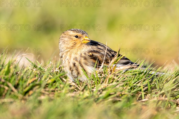 Mountain Linnet, Heligoland