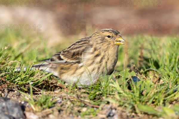 Mountain Linnet, Heligoland