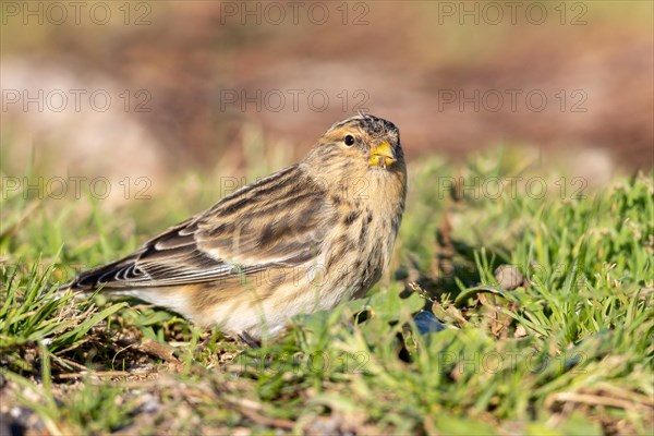 Mountain Linnet, Heligoland