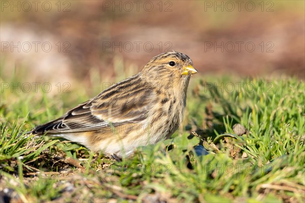 Mountain Linnet, Heligoland