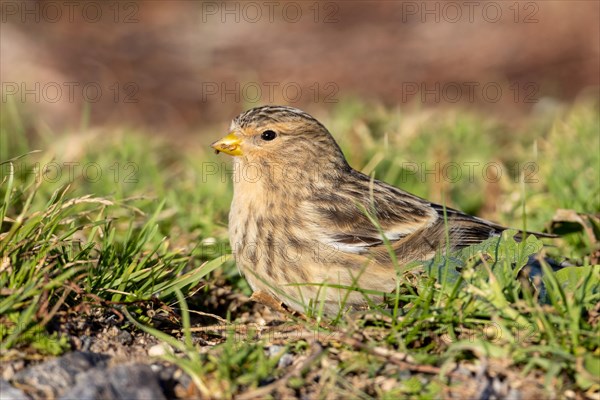 Twite, Heligoland