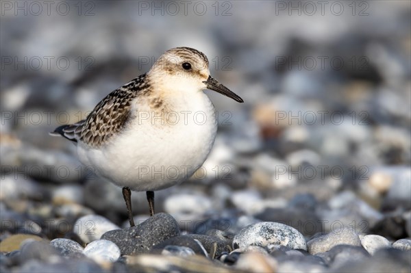 Sanderling