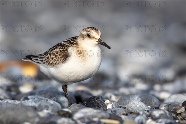 Sanderling