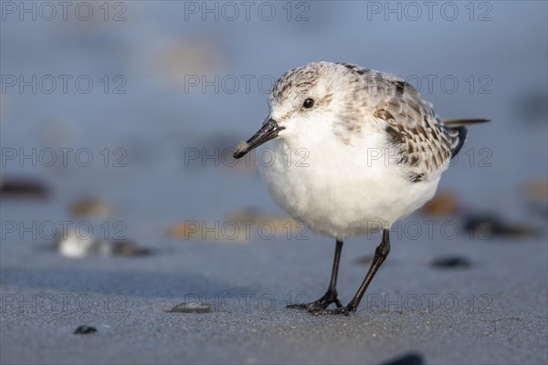 Sanderling