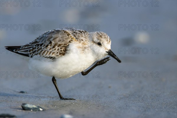 Sanderling