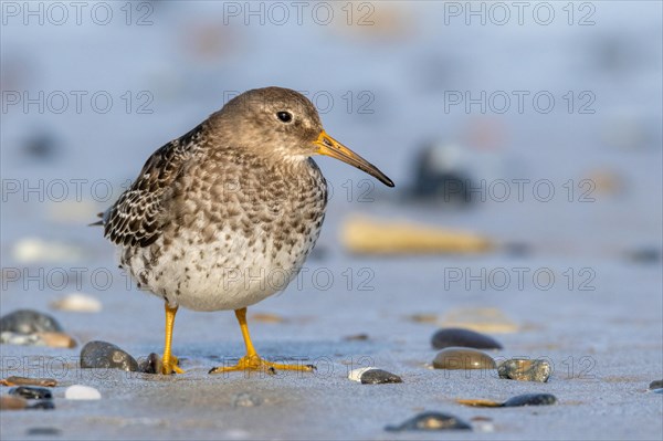 Purple sandpiper