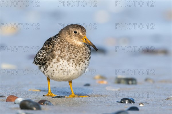 Purple Sandpiper