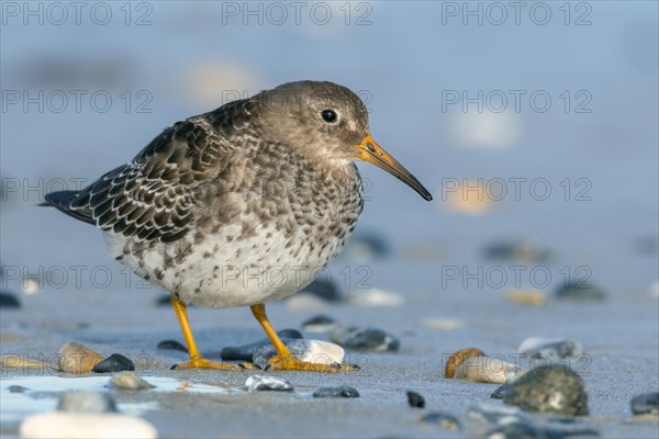 Purple Sandpiper