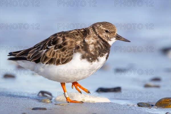 Ruddy turnstone