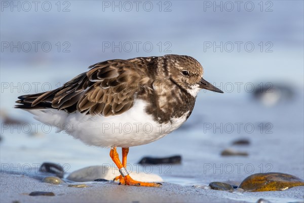 Ruddy turnstone