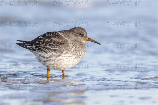 Purple Sandpiper