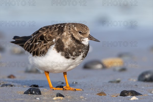 Ruddy turnstone