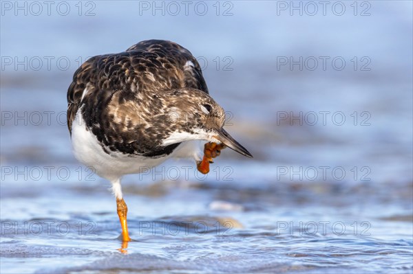 Ruddy turnstone