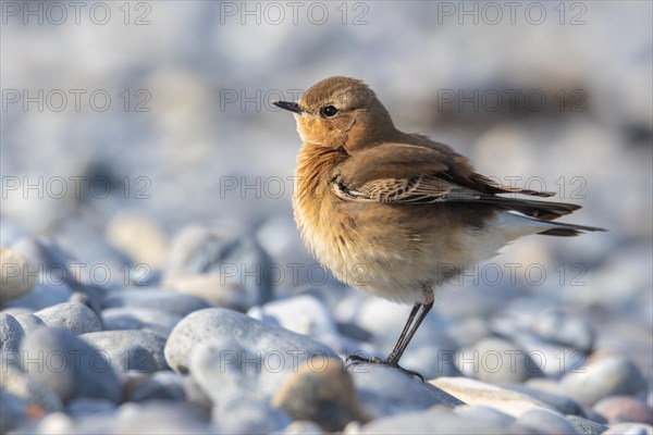 Wheatear