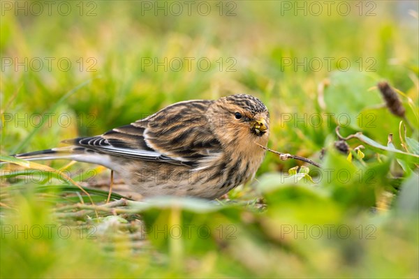 Mountain Linnet, Heligoland