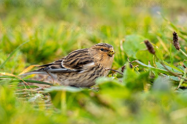 Mountain Linnet, Heligoland