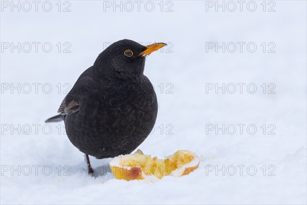 Blackbird with apple in winter