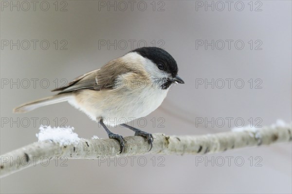 marsh tit