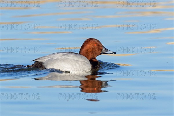 Pochard