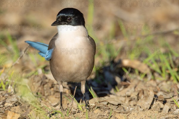 Blue magpie