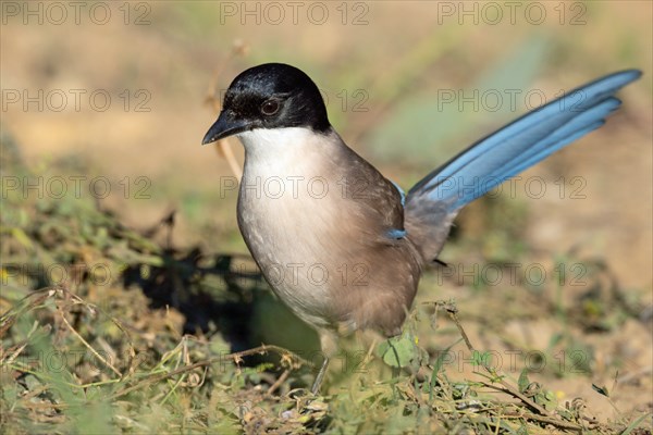 Blue magpie